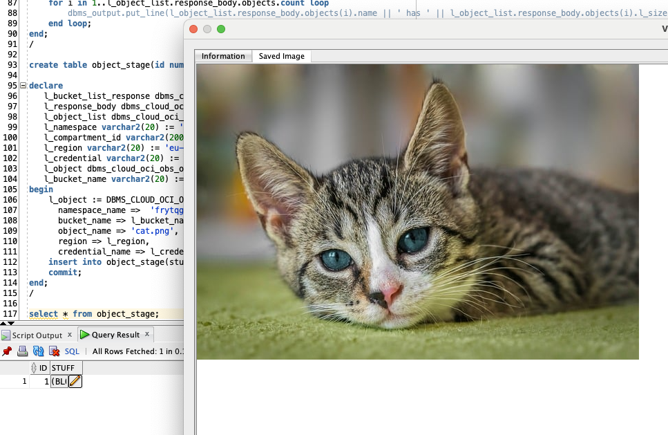 Cat in SQL Developer, view from blob