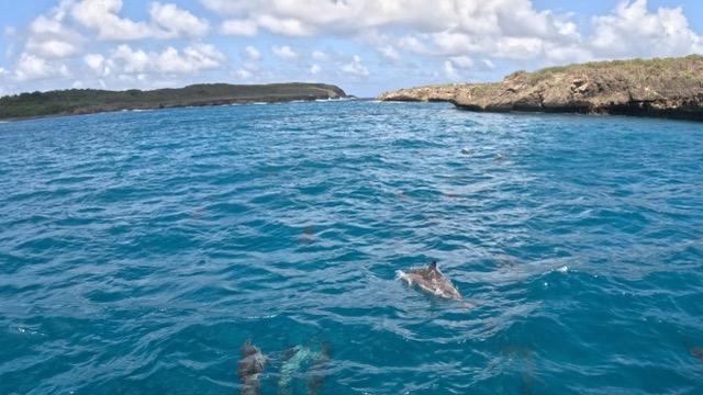 Dolphins swimming